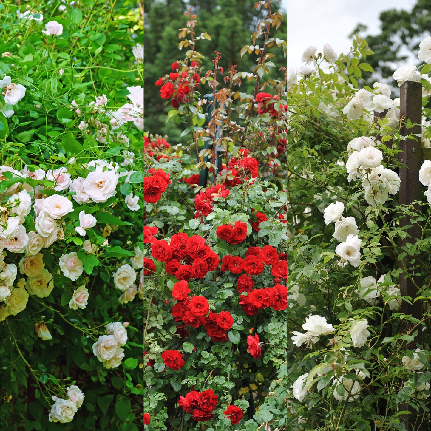 Kletterrose – Rosa Tricolour – Blüte Rosa-Weiß-Rot – 3 Pflanzen – Duftend – Geringer Pflegeaufwand – 11cm – Höhe ca. 40cm
