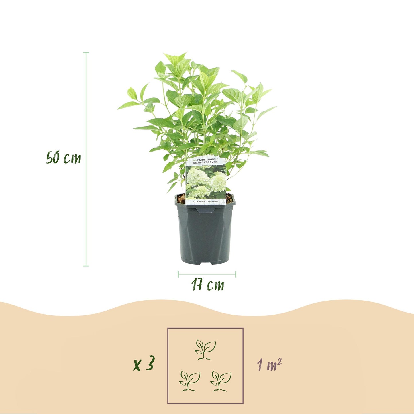 Rispenhortensie – Hydrangea panniculata Limelight – Blüte Limonengrün-Cremeweiß – Laubabwerfend – Große Blüten – 17cm – Höhe ca. 50cm