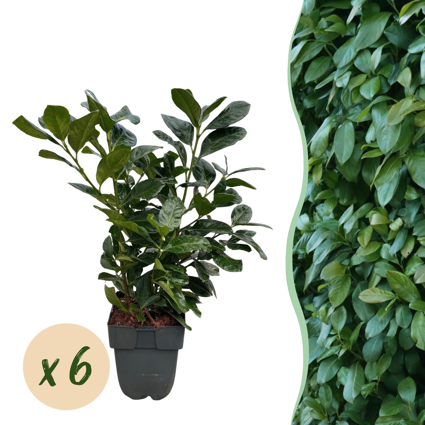 Kirschlorbeer - Prunus laurocerasus Etna - Hecke - Blatt grün - 6 Pflanzen - 1 laufender Meter - immergrün - Topf 17cm Höhe 50cm