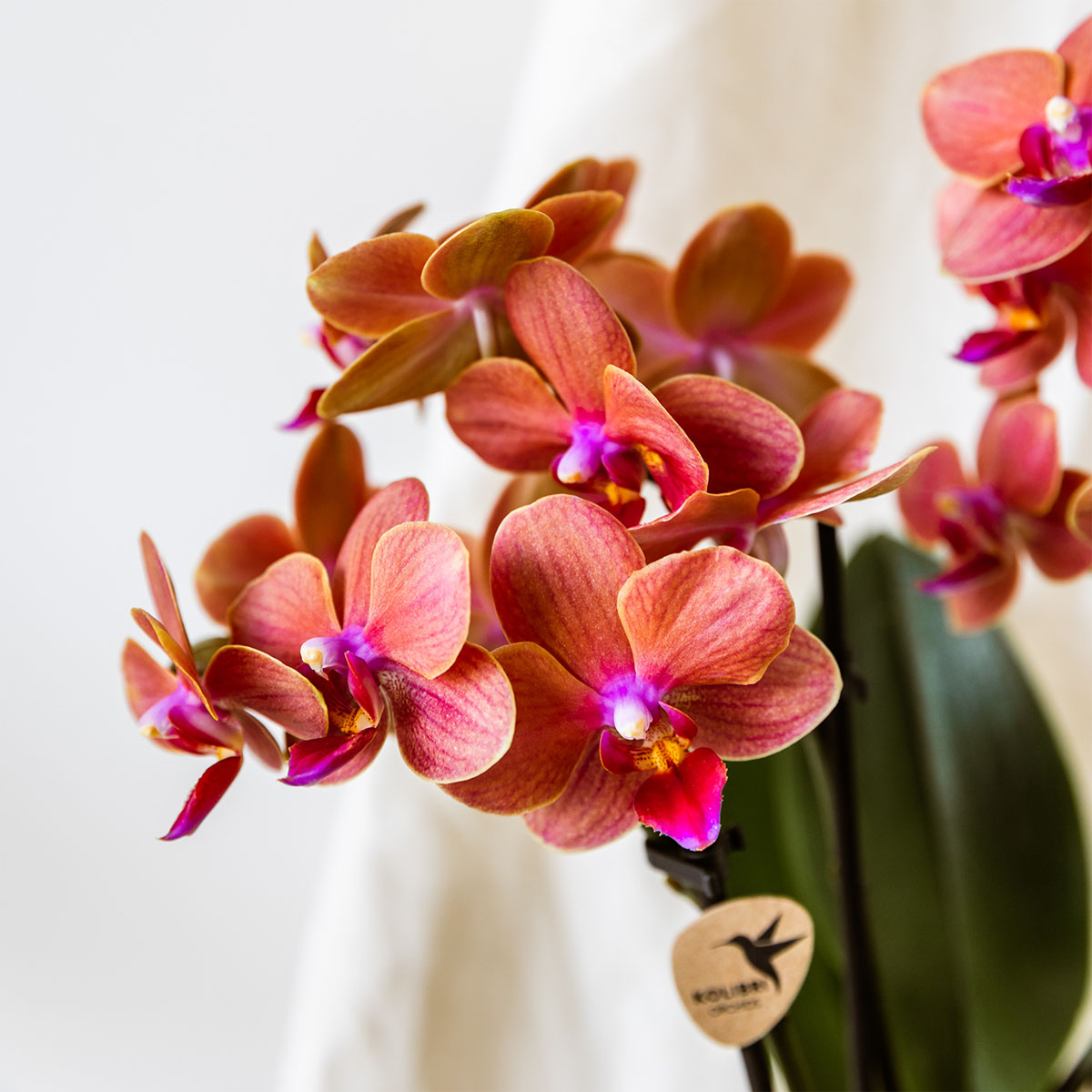 Orangenes Orchideenset – 3x Bolzano-Orchideen 9cm – Como Blumentopf mit Easy Watering System – Selbstbewässernd