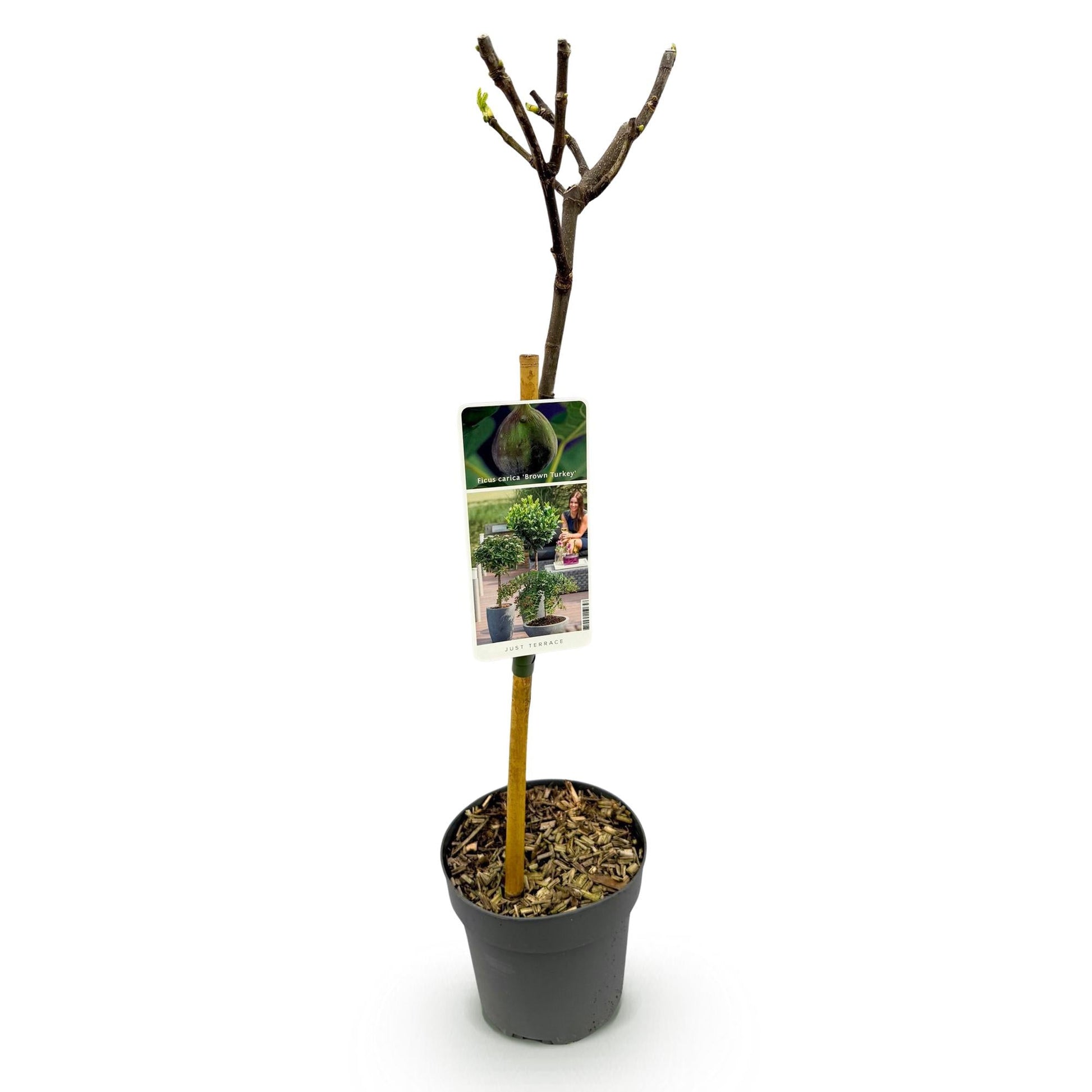 Feigenbaum Ficus carica 'Brown Turkey' – Stamm-Pflanze – Höhe ca. 90 cm – Ø19 cm – Obstpflanze für Terrasse & Garten – Essbare Früchte – Pflegeleicht & robust