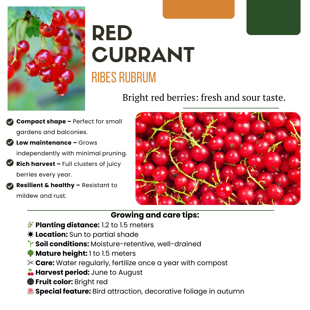 BIO Obstpflanzen Set – Himbeere, Johannisbeere, Blaubeere, Brombeere – 4 Sorten – Biologisches Fruchtparadies Paket – Pflegeleicht & Fruchtreich