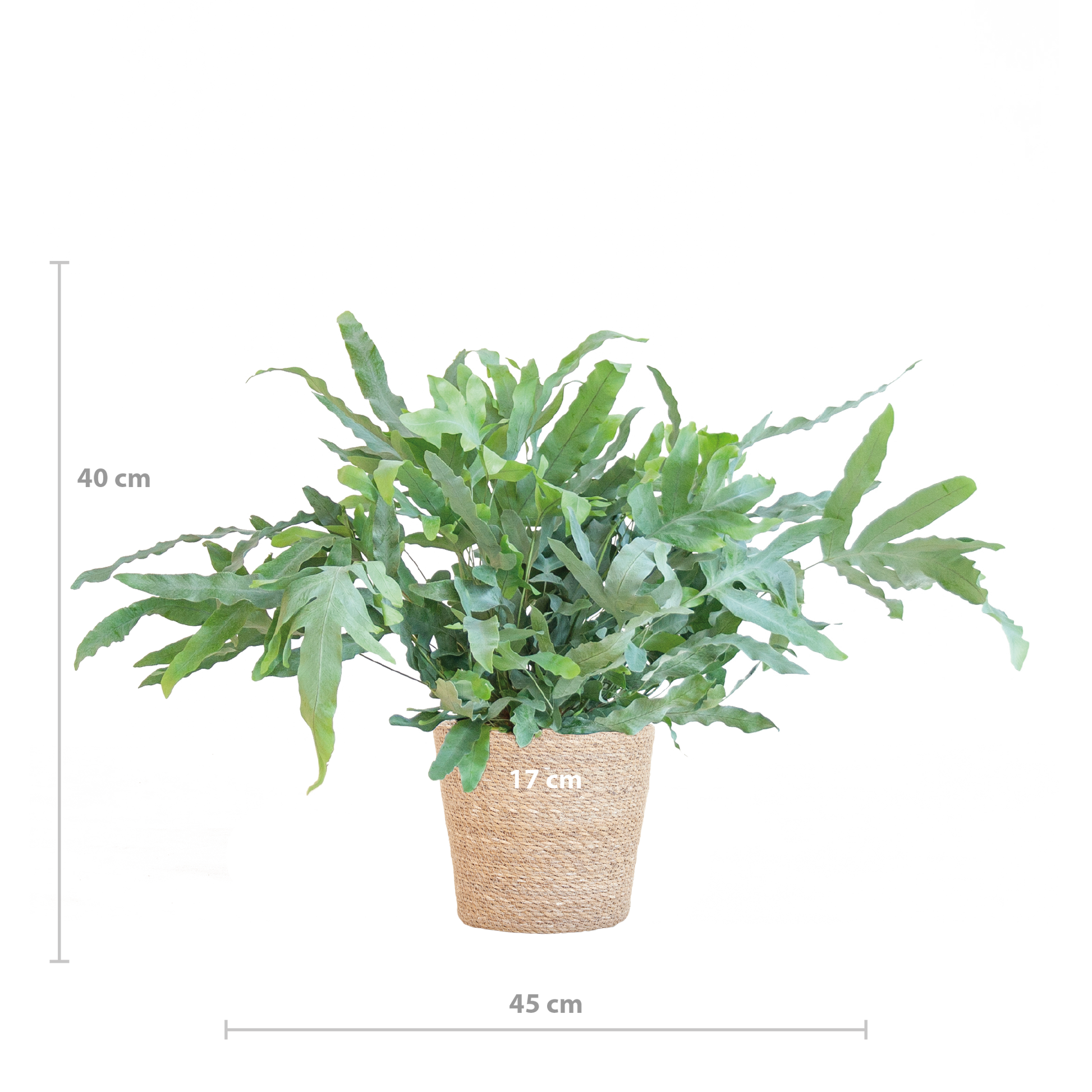 Phlebodium Aureum ‘Blue Star’ – Blauer Tüpfelfarn – Zimmerpflanze inkl. Korb Sofia natur – Höhe 40 cm – Ø17 cm – Pflegeleicht & dekorativ