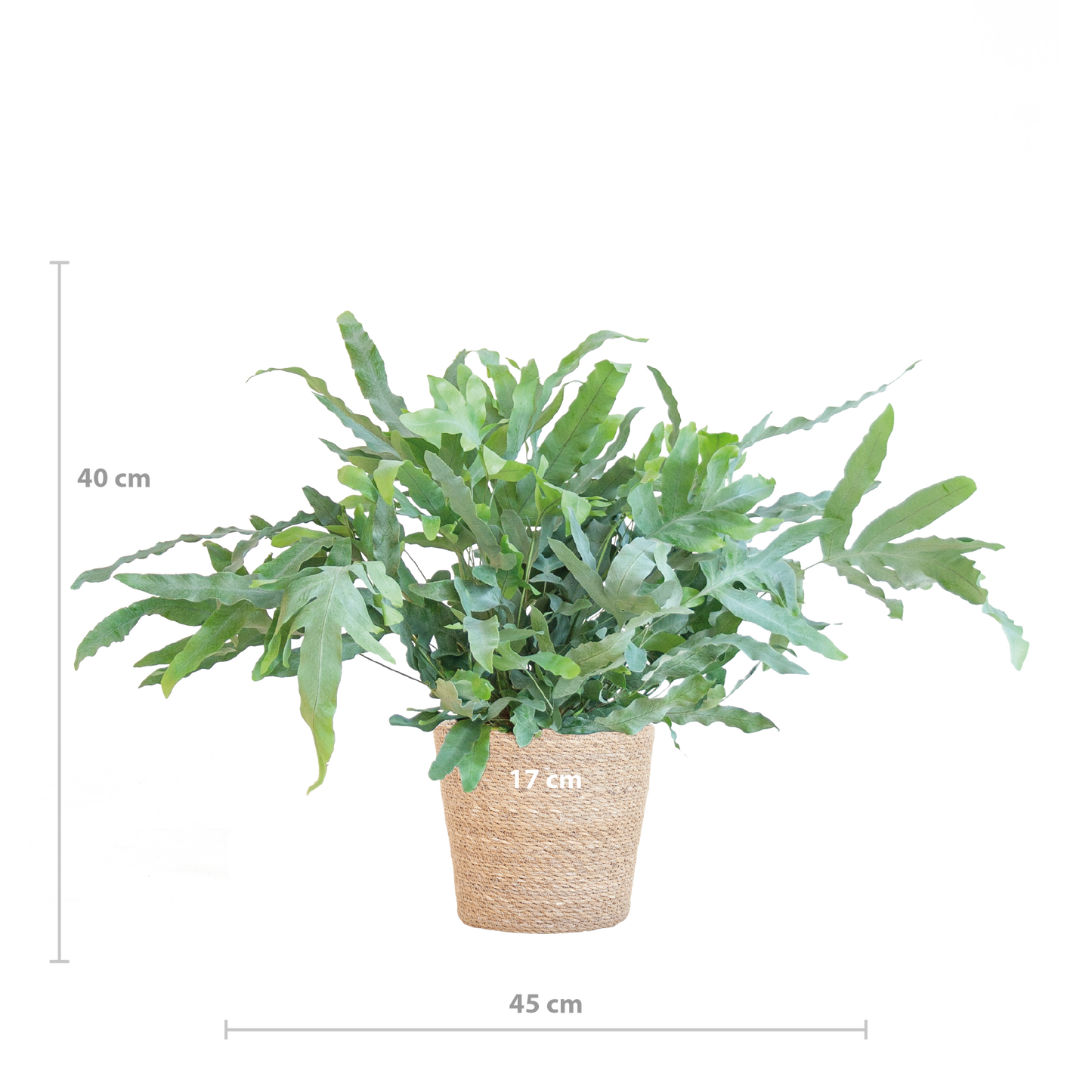 Phlebodium Aureum ‘Blue Star’ – Blauer Tüpfelfarn – Zimmerpflanze inkl. Korb Sofia natur – Höhe 40 cm – Ø17 cm – Pflegeleicht & dekorativ