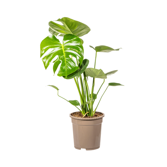 Fensterblatt Monstera Deliciosa Tauerii – Ø19 cm – ca. 70–90 cm hoch – Zimmerpflanze mit großen, herzförmigen Blättern – Für Wohnzimmer & Büro