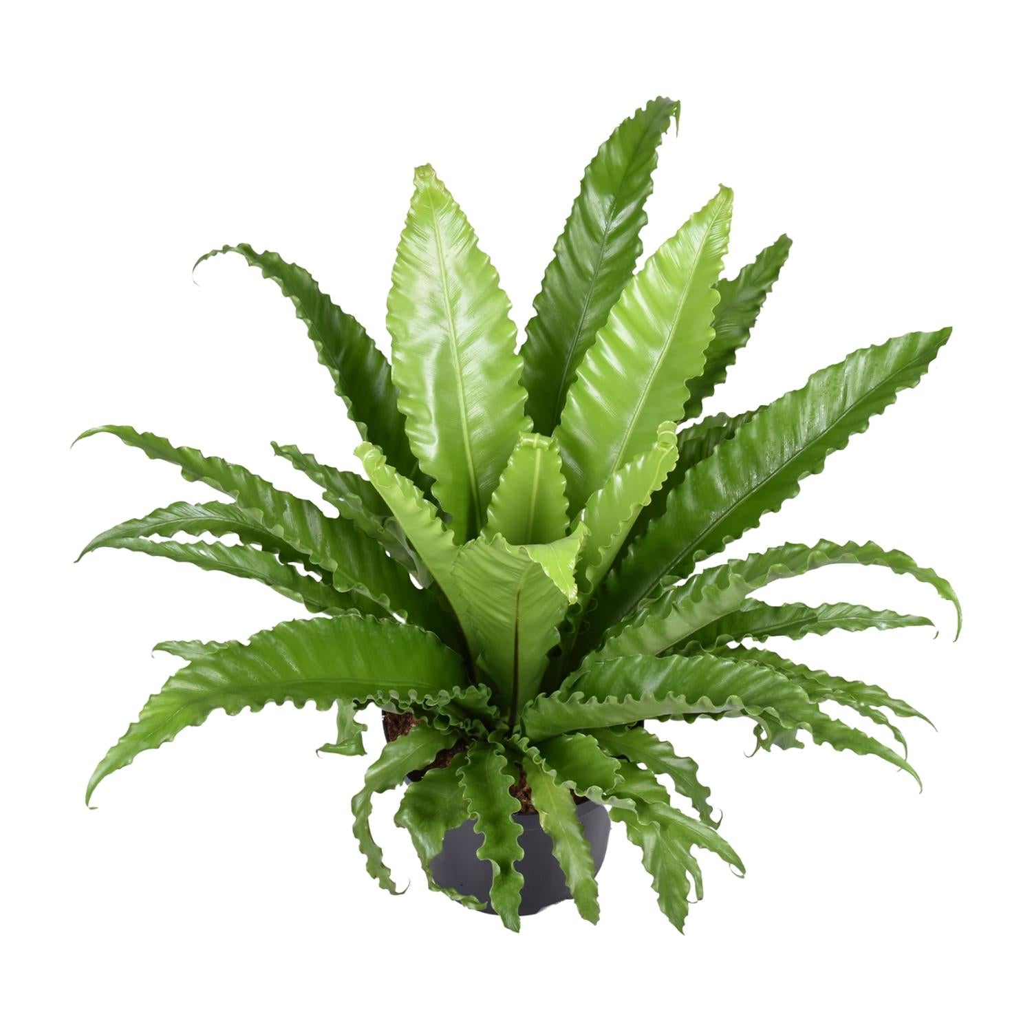 Nestfarn – Asplenium Antiquum Osaka – Zimmerpflanze – Ø23 cm – ↕60 cm – Üppige grüne Wedel – Pflegeleicht