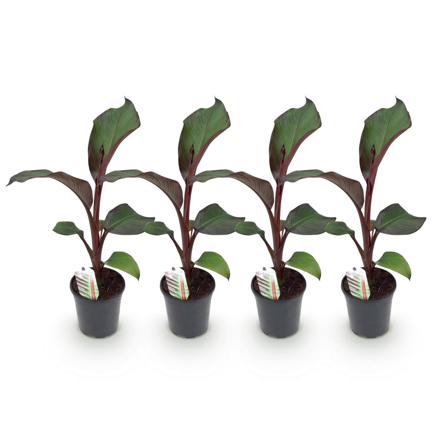 Bananenpflanze Ensete ventricosum Maurelli – 4 Pflanzen – Winterhart – Topf Ø17 cm, Höhe ca. 40 cm – Exotische Garten- & Terrassenpflanze – Farbenprächtige Blätter