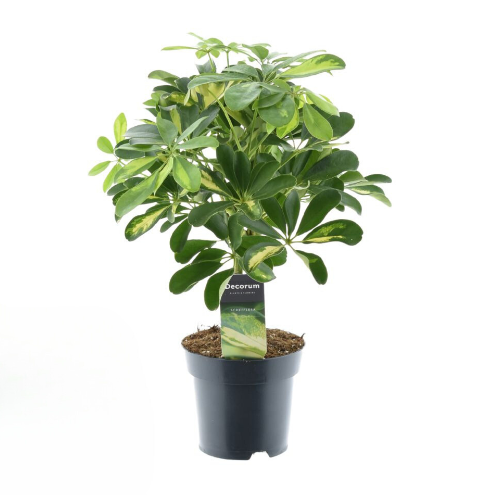 Schefflera Gold Capella – Zimmerpflanze – Ø14cm – ↕50cm – Pflegeleicht & dekorativ – Luftreinigende Strahlenaralie mit panaschierten Blättern