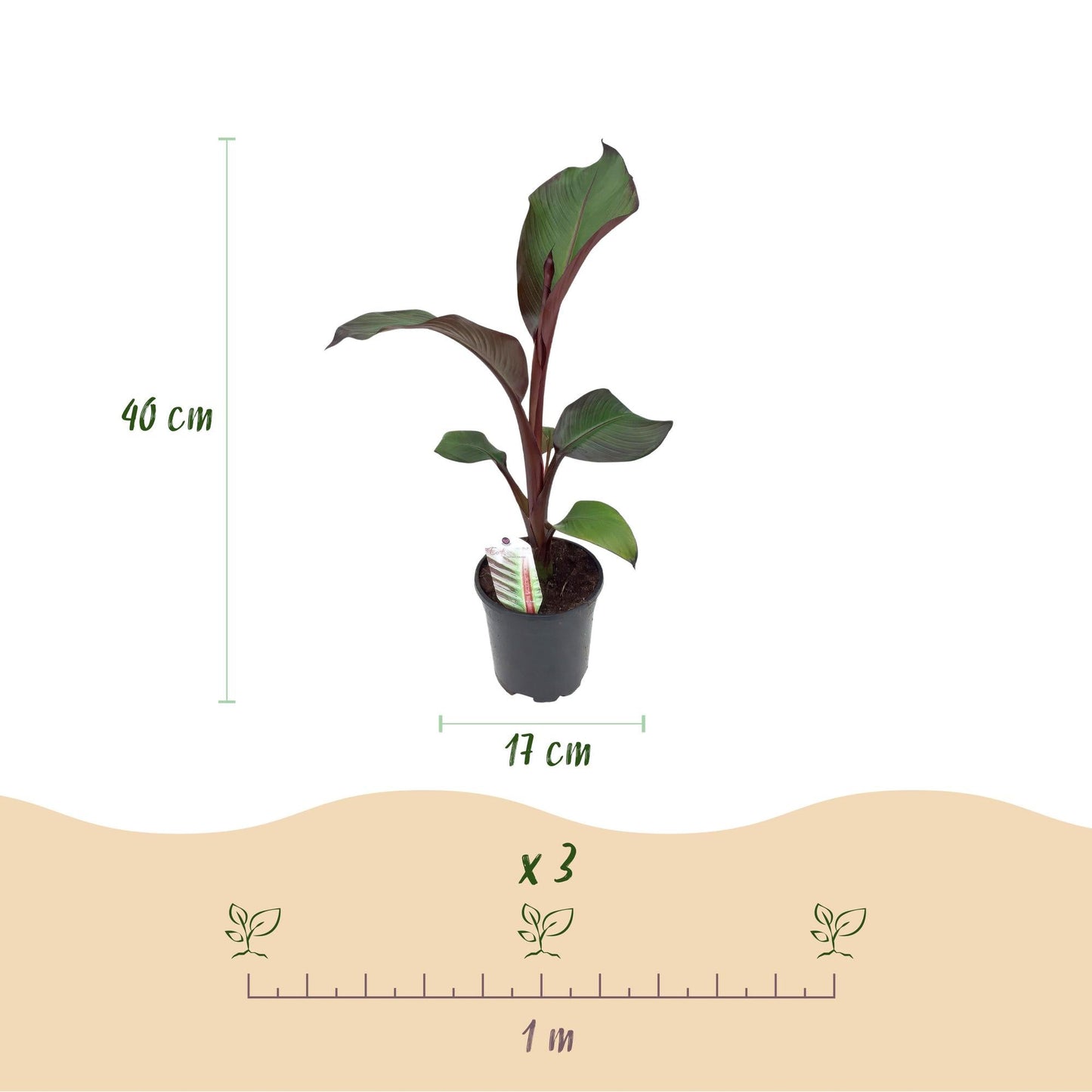 Bananenpflanze Ensete ventricosum Maurelli – 4 Pflanzen – Winterhart – Topf Ø17 cm, Höhe ca. 40 cm – Exotische Garten- & Terrassenpflanze – Farbenprächtige Blätter