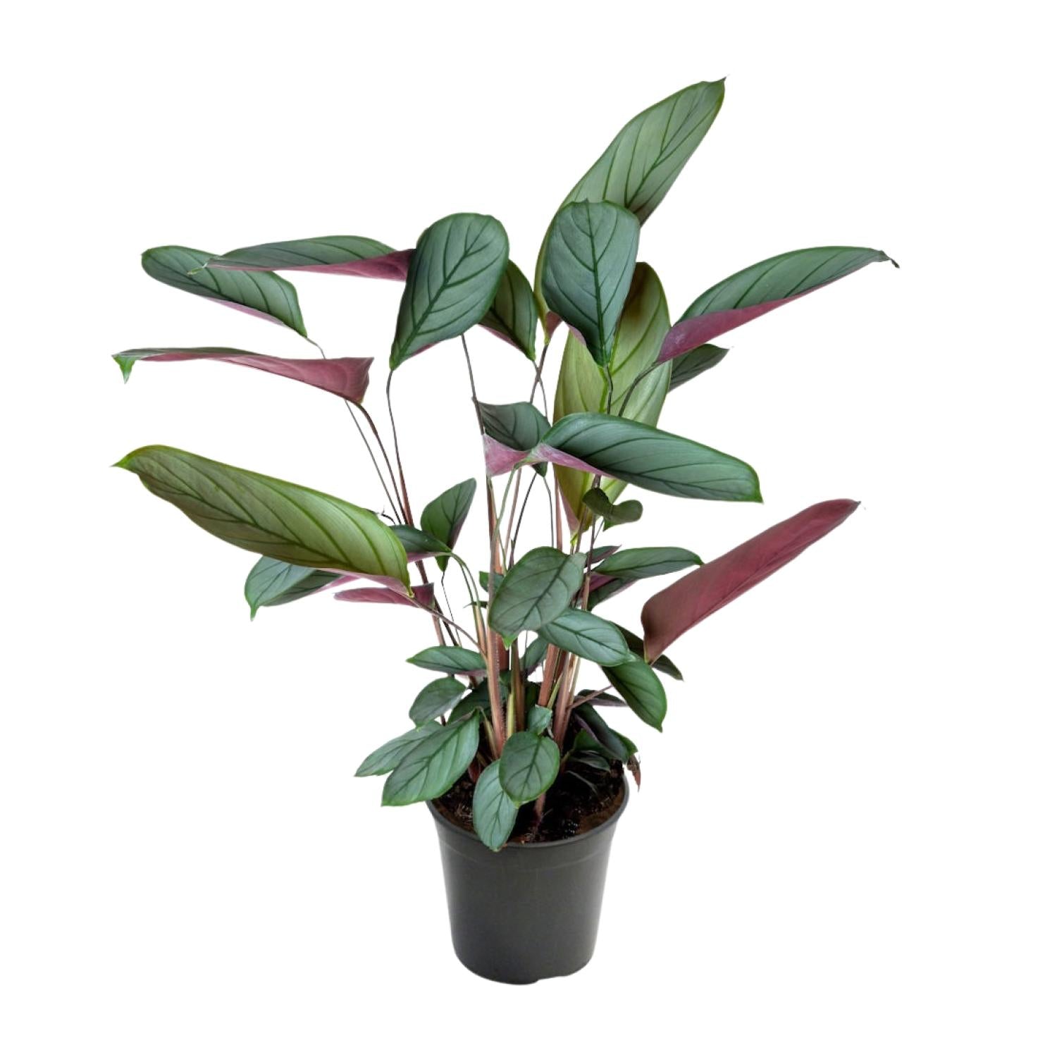 Ctenanthe Setosa – Ø17cm – ↕60cm – Tropische Zimmerpflanze mit auffälligem Blattmuster – Elegante Blattschmuckpflanze für Wohnzimmer, Büro & Wintergarten