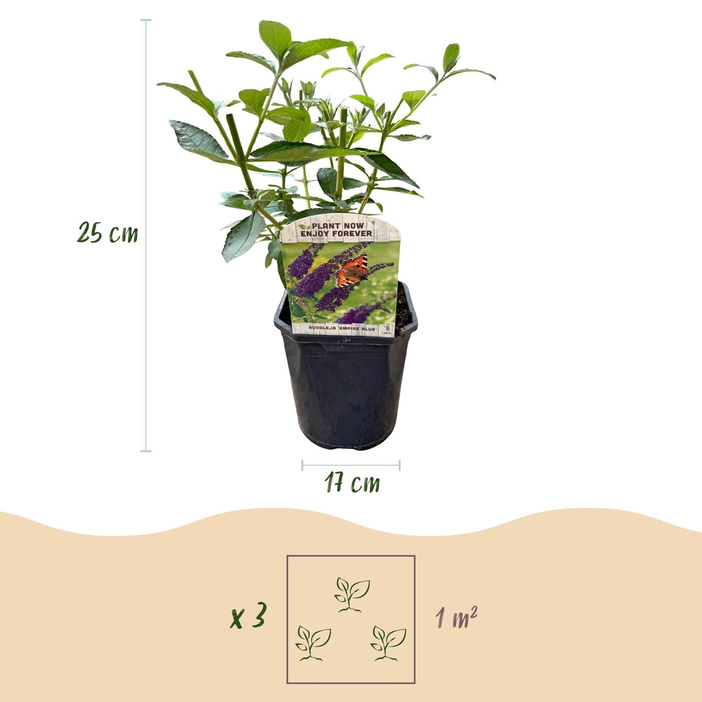 Schmetterlingsstrauch Buddleja davidii Empire Blue – Blau blühender, laubabwerfender Gartenstrauch – Schmetterlings- & bienenfreundlich – Pflegeleicht – 17 cm, Höhe 25 cm
