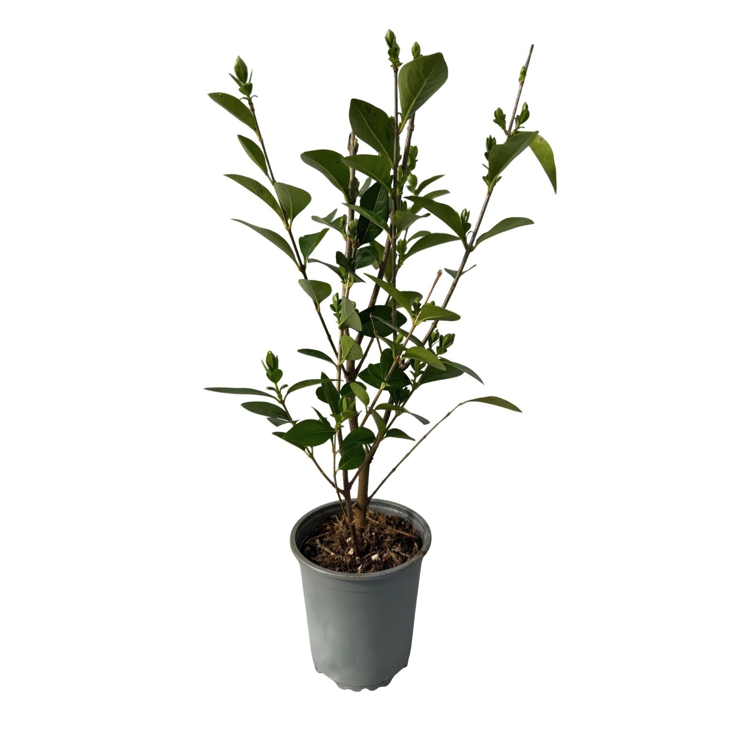 Ovalblättriger Liguster Ligustrum ovalifolium – Immergrüne Heckenpflanzen – 8 Pflanzen – 1 m – 9 cm Höhe 35–40 cm – Grün – Pflegeleicht