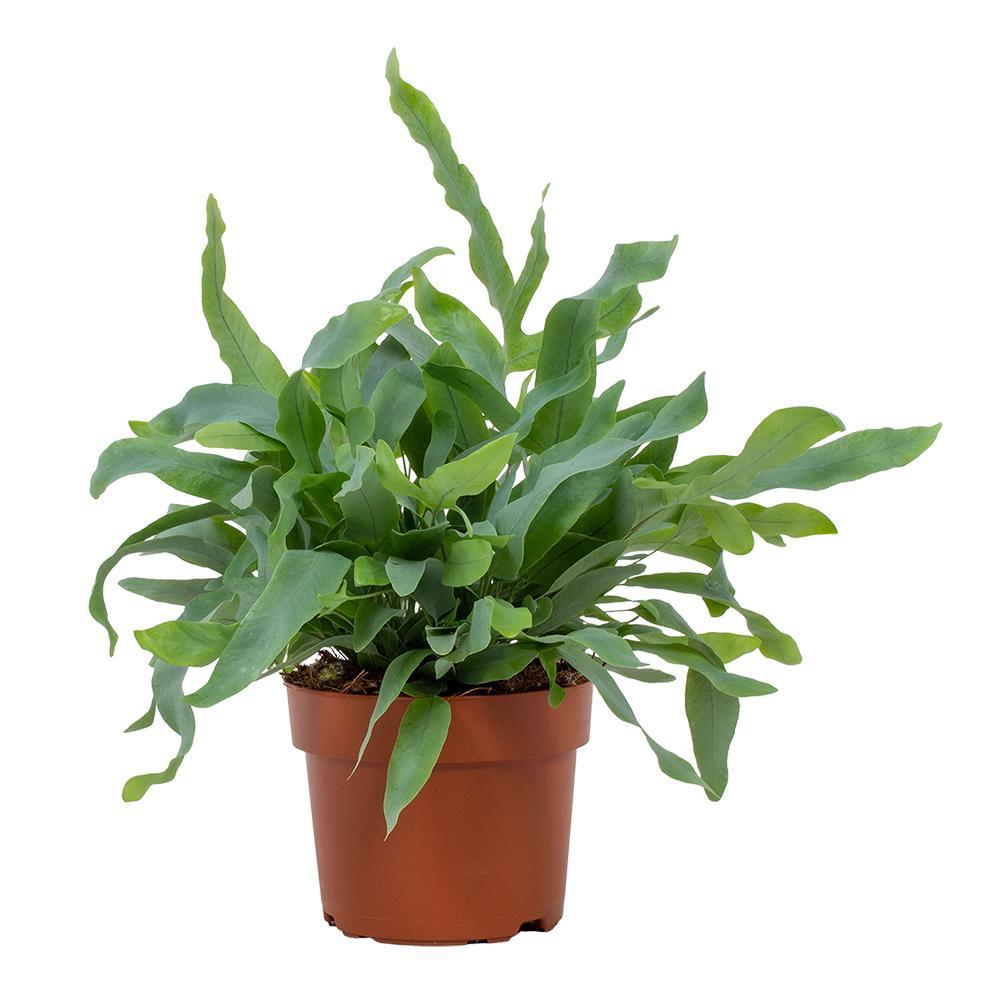 Goldtüpfelfarn - Phlebodium Blue Star - Zimmerpflanze - Ø12cm - ↕32cm