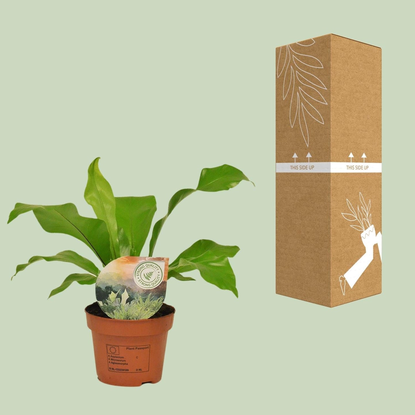 Rippenfarn – Asplenium Nidus – Zimmerpflanze – Ø12 cm – ↨35 cm – Pflegeleicht & Luftreinigend – Ideal für Halbschatten