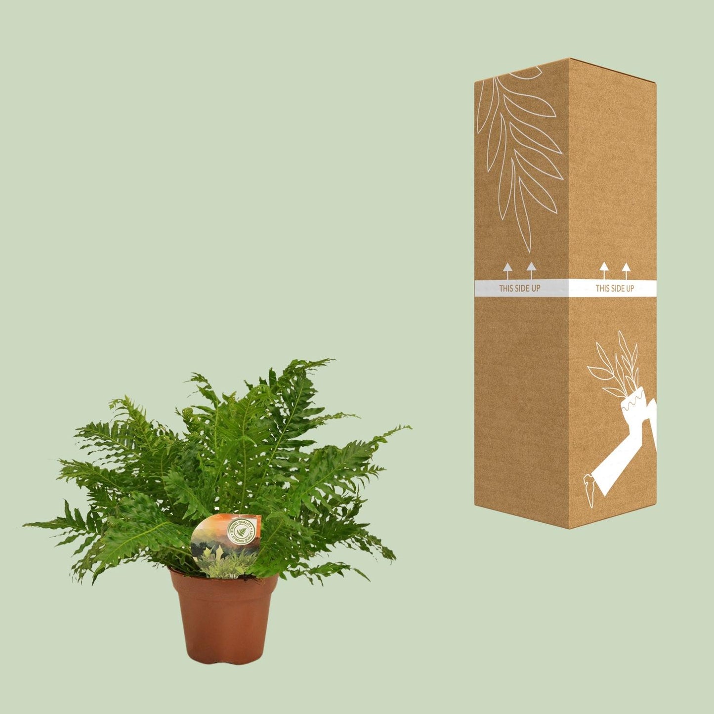 Zwerg-Baumfarn - Blechnum Silver Lady - Zimmerpflanze Ø17cm - ↕50cm