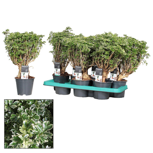Polyscias Hawaiiana Ming Gold Bonsai (Decorum) - Ø14cm - ↕40cm