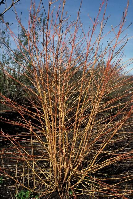 Roter Hartriegel – Cornus sanguinea 'Midwinter Fire' – ↑10-25cm – Ø9cm – 12 Pflanzen – Winterharter Zierstrauch, Leuchtende Zweige, Pflegeleicht