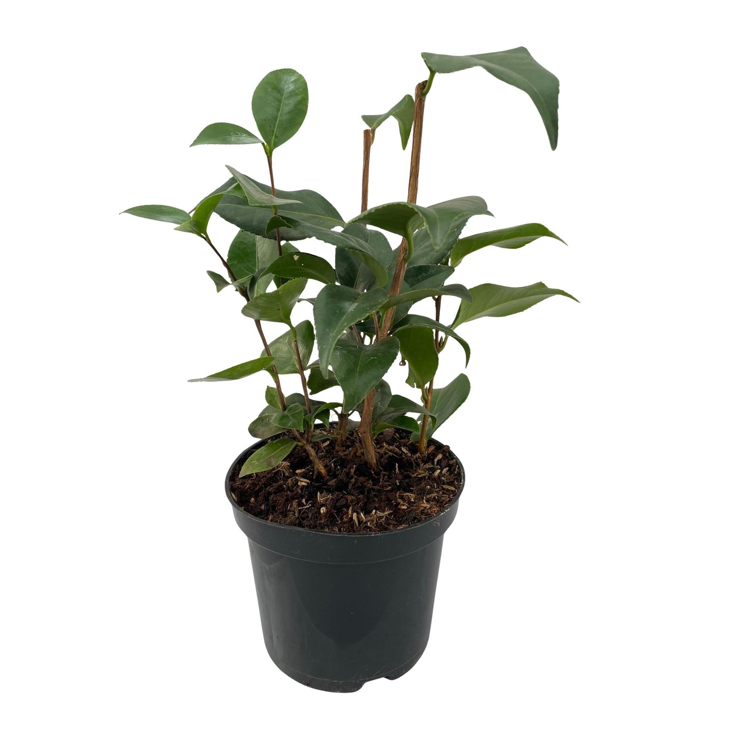 Kamelie - Camellia japonica Tricolour - Strauch - Blüte Rosa, Weiß und Rot - Immergrün - Topf 15cm Höhe 30cm