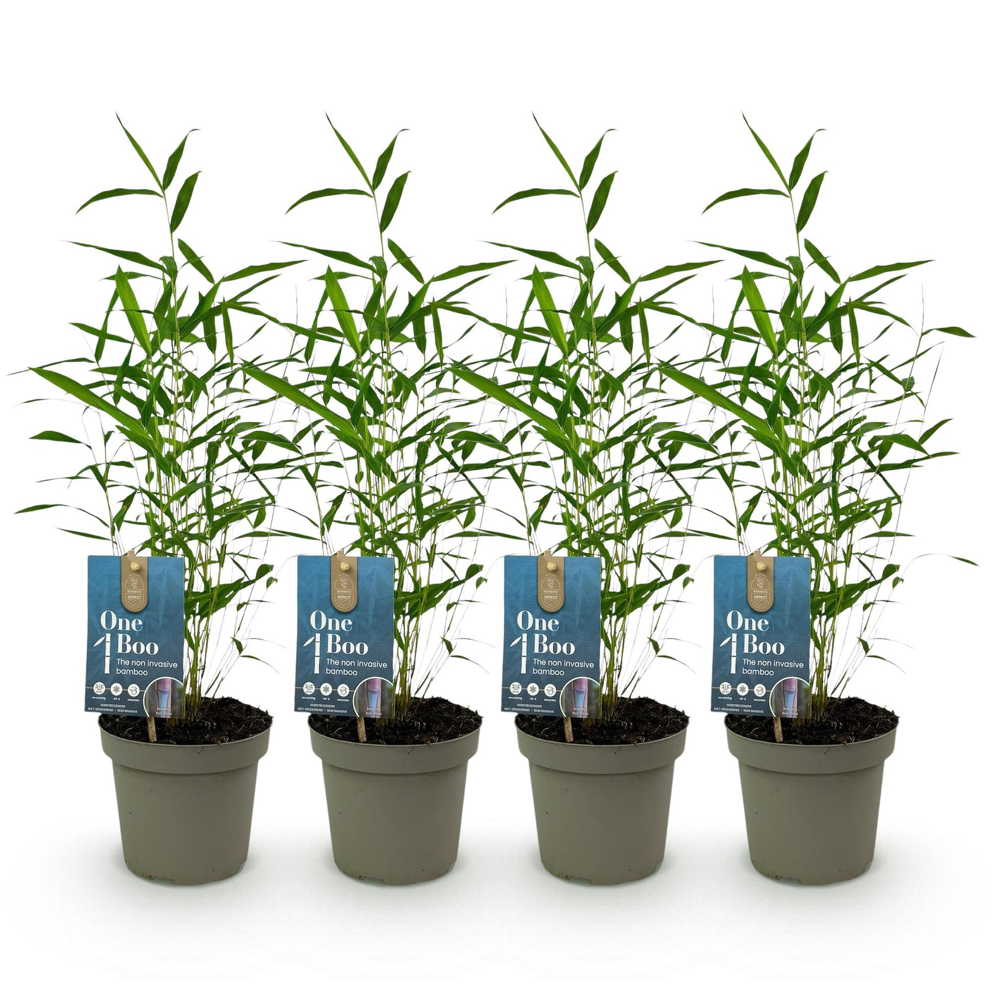 GreenboutiQ - Bambus - Fargesia Blue Dragon - Grün - 4 Pflanzen - Immergrün - Nicht Ausbreitend - Topf 14cm Höhe 35cm
