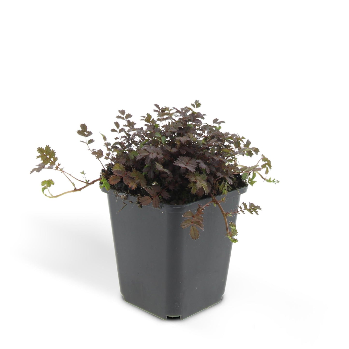 Acaena microphylla 'Kupferteppich' – 48 Pflanzen – ↕10-25cm – Ø9cm – Bodendecker – Flachwachsend & Robust – Steingarten & Wege – Sonne & Halbschatten – Pflegeleicht