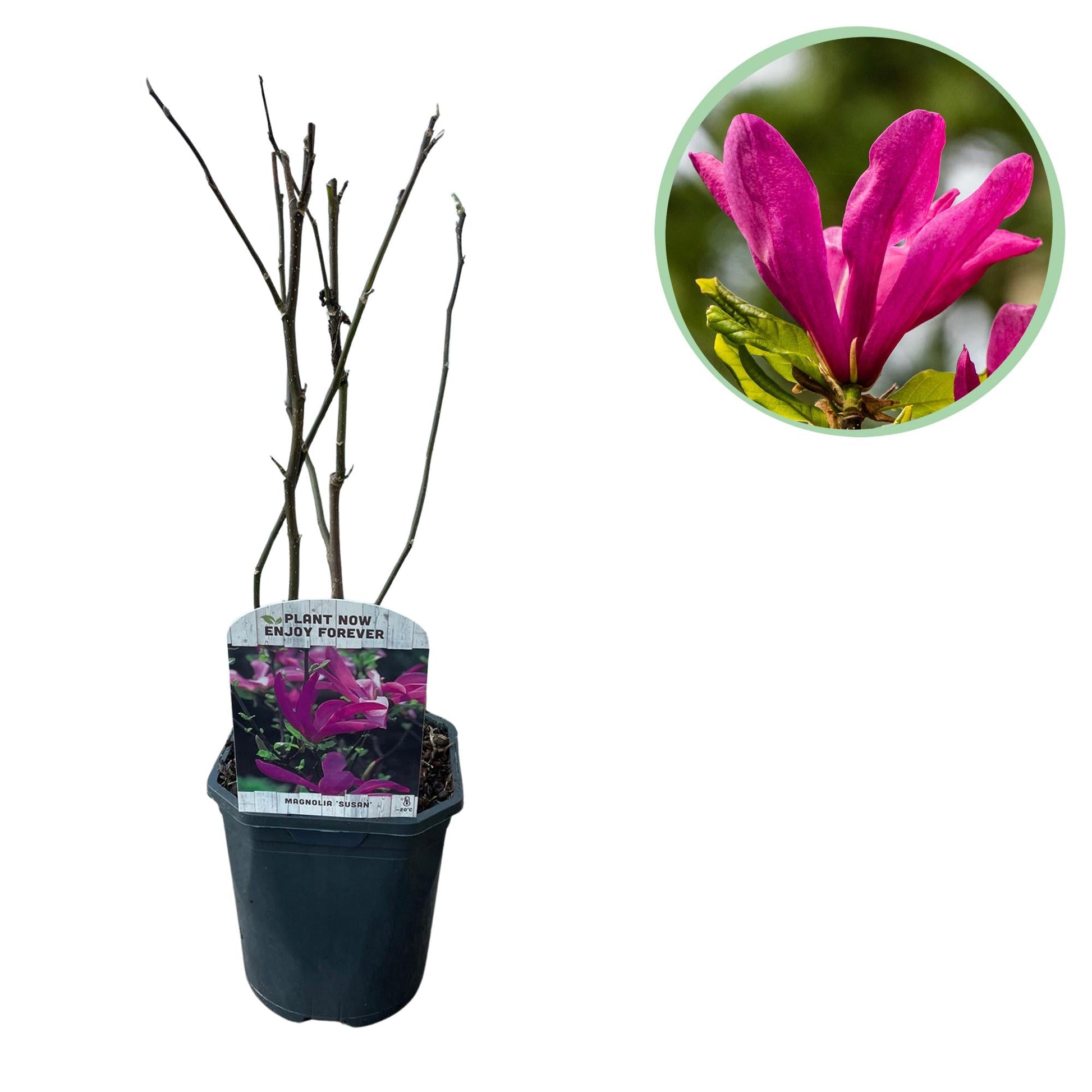 Purpur-Magnolie Magnolia Susan – Strauch – Blumen dunkelrosa – Wenig Pflege – 17 cm Höhe 45 cm – Frühjahrsblüher für Garten & Terrasse