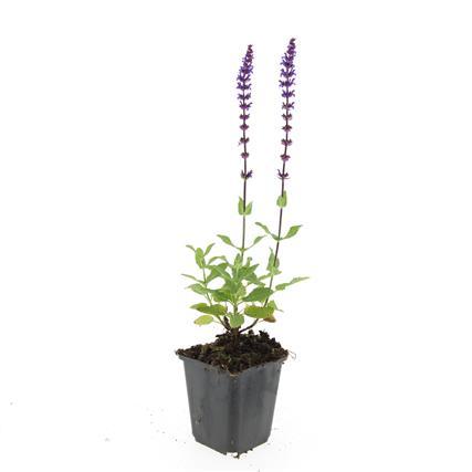 Salvia nemorosa 'Caradonna' â 24 Pflanzen â Tiefviolette BlĂŒtenkerzen â Bienenfreundliche Staude â Pflegeleicht & TrockenheitstolerantÂ