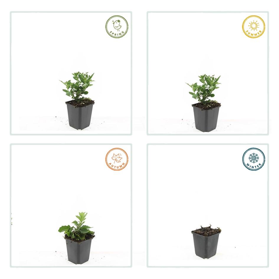 Aster ageratoides 'Stardust' – 48 Pflanzen – ↕10-25cm – Ø9cm – Herbstblüher – Weiß mit gelbem Zentrum – Bienen- & Schmetterlingsfreundlich – Pflegeleicht – Sonne bis Halbschatten