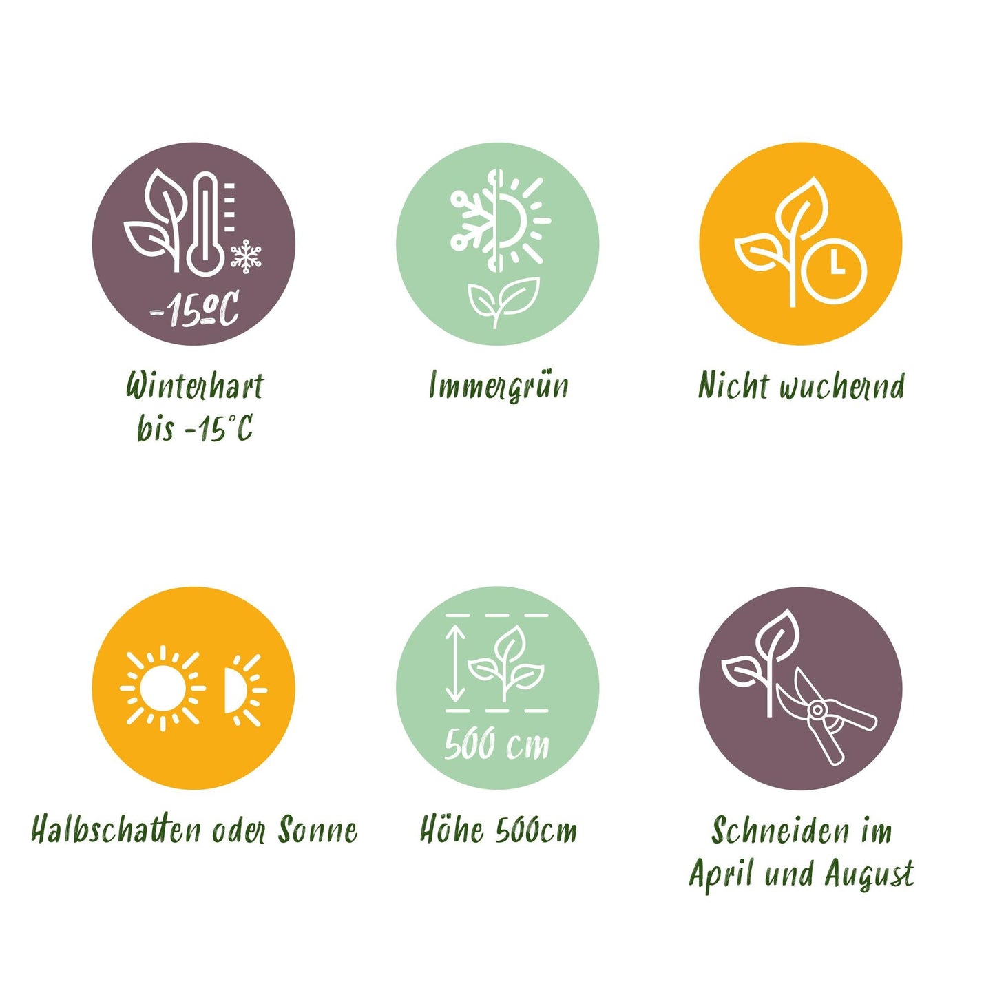 Kirschlorbeer Prunus laurocerasus Novita – Immergrüne Heckenpflanzen – 8 Pflanzen – 1 m – 9 cm Höhe 30–35 cm – Grün – Pflegeleicht