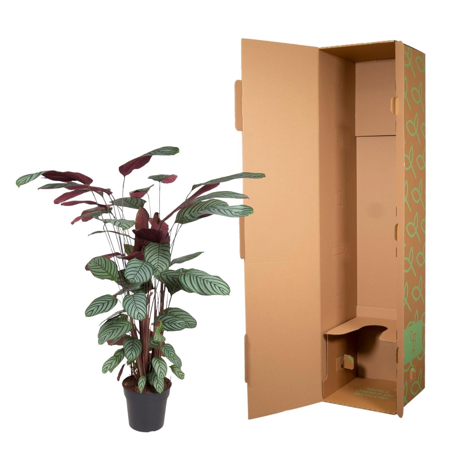 Korbmarante - Calathea Oppenheimiana – Zimmerpflanze – Ø27cm – ↕130cm – Exotisches Blattmuster & violette Unterseite – Pflegeleicht & luftreinigend