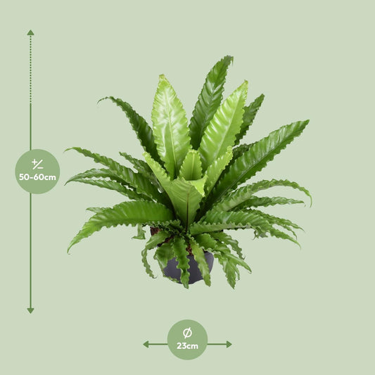 Nestfarn – Asplenium Antiquum Osaka – Zimmerpflanze – Ø23 cm – ↕60 cm – Üppige grüne Wedel – Pflegeleicht