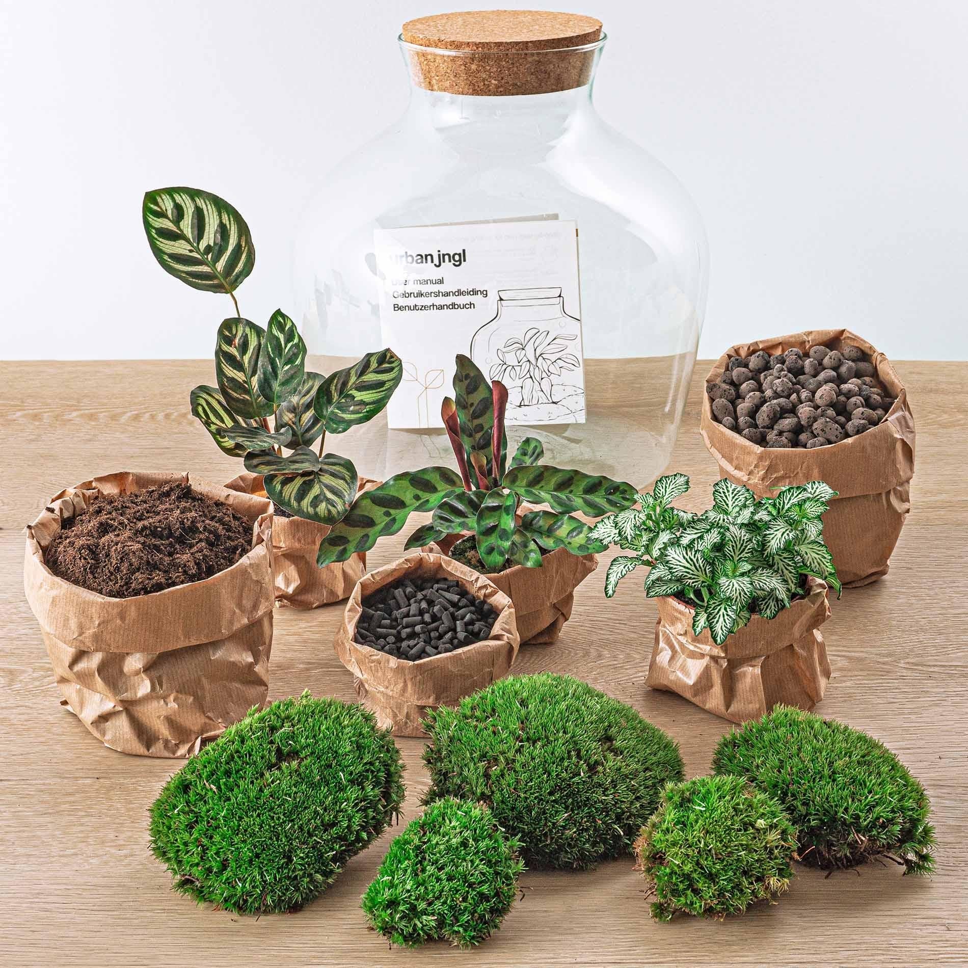 Flaschengarten - DIY Bausatz - Terrarium - Fat Joe - ↕ 30 cm