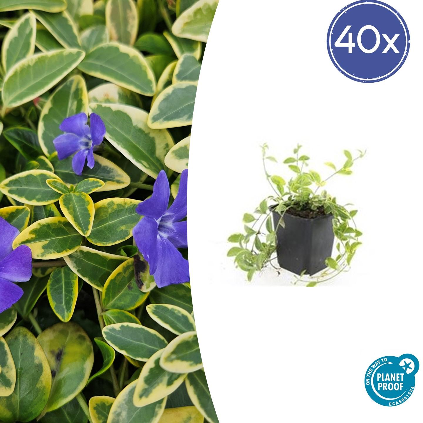 Kleinblättriges Immergrün Vinca minor 'Aureovariegata' – ↕10-25cm – Ø9cm – 40 Pflanzen – Bodendecker – Violette Blüten – Wintergrün
