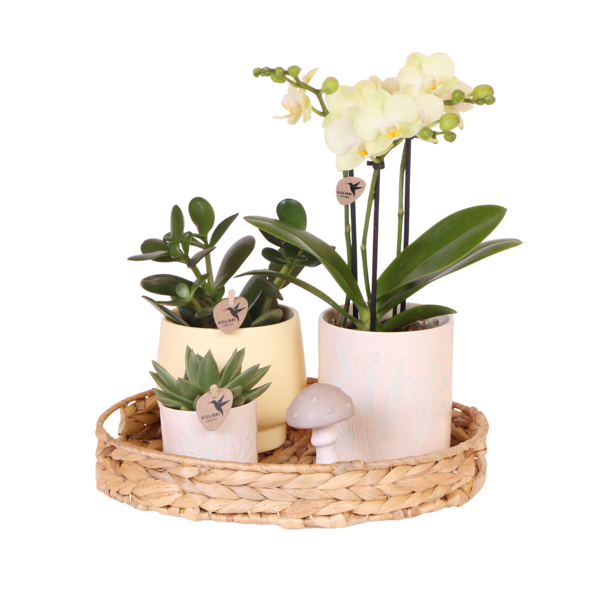 Grüne Pflanzen mit gelber Phalaenopsis-Orchidee in gelben Simplicity-Übertopfen auf einem Bambustablett