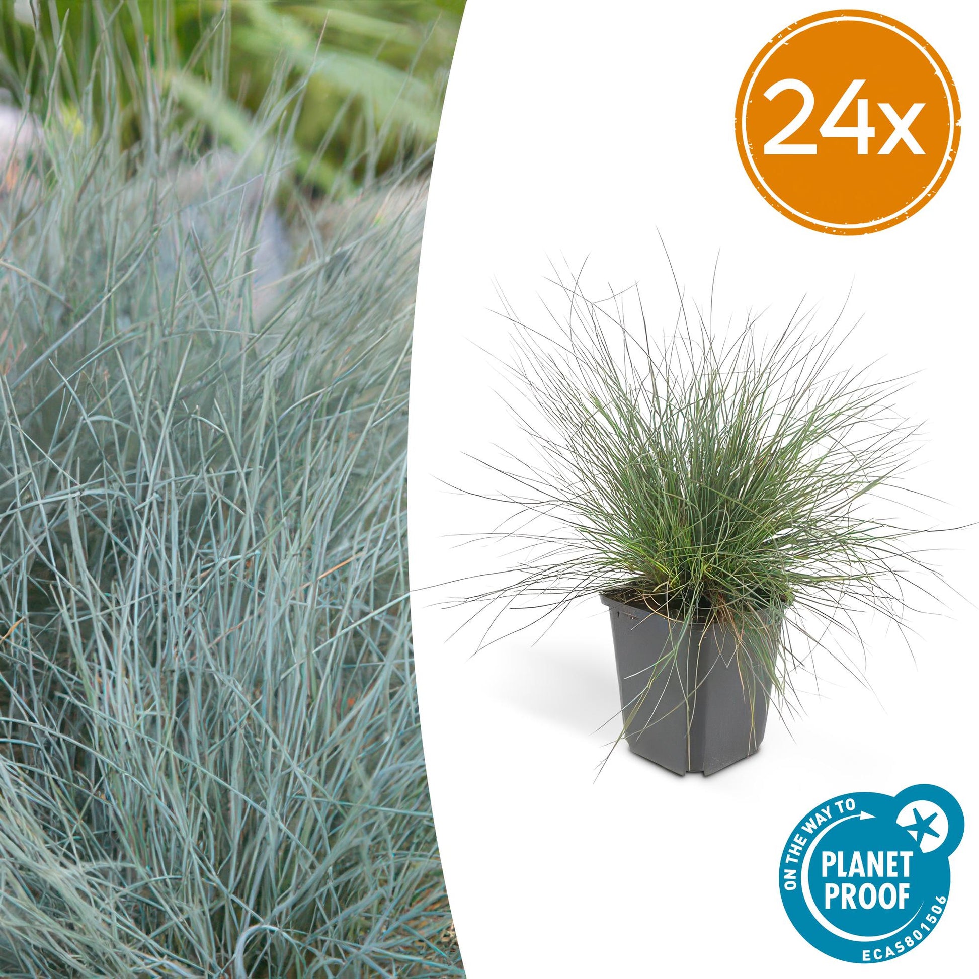 Festuca glauca 'Elijah Bleu' – 24 Pflanzen – ↕10-25cm – Ø9cm – Blaues Ziergras – Pflegeleicht & winterhart