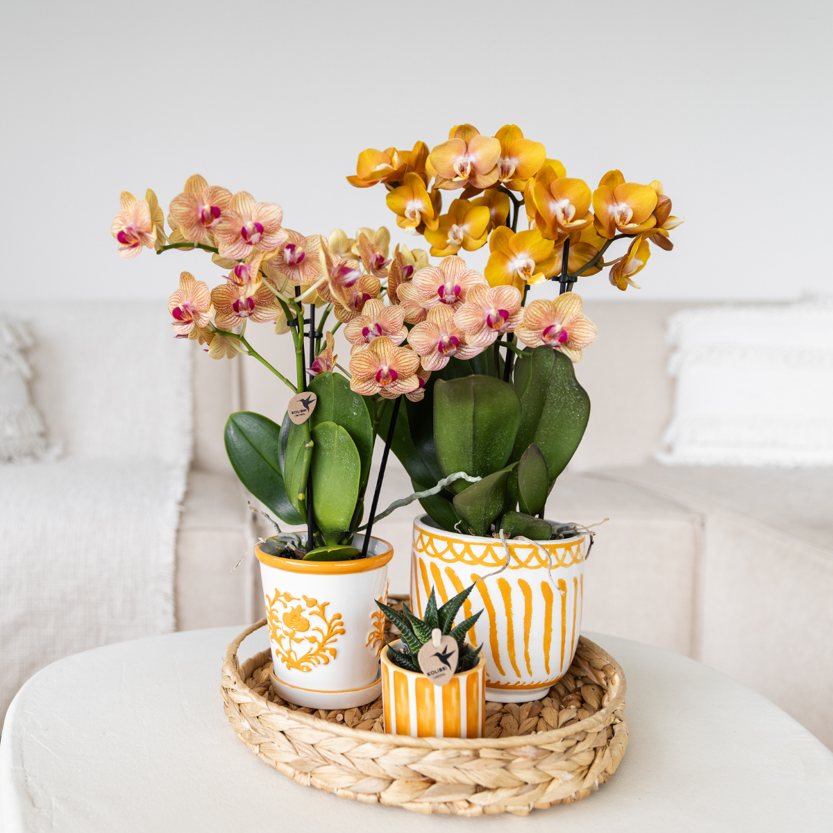 Pflanzenset mit 2 orangefarbenen Phalaenopsis-Orchideen und Sukkulente inkl. Keramik-Übertöpfen