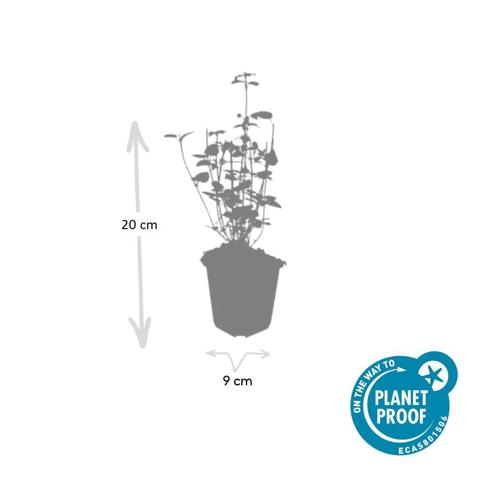 Asiatische Duftnessel – Agastache 'Black Adder' – 40 Pflanzen – Dunkelviolette Blütenähren & aromatisches Laub – Bienenfreundlich, winterhart & pflegeleicht – Höhe 10-25cm