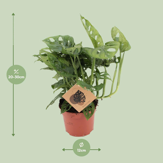 Fensterblatt – Monstera Monkey Leaf – Zimmerpflanze – Ø12cm – ↕30cm – Pflegeleicht & luftreinigend – Tropische Blattschönheit mit typischen Blattlöchern