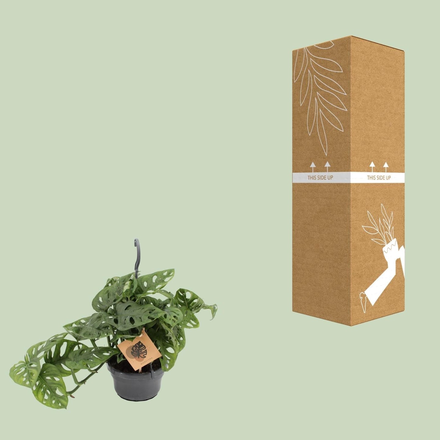 Fensterblatt Monstera Monkey Leaf – Zimmerpflanze – Ø14 cm – Höhe 30 cm – Luftreinigend – Pflegeleicht – Tropischer Indoor-Dschungel