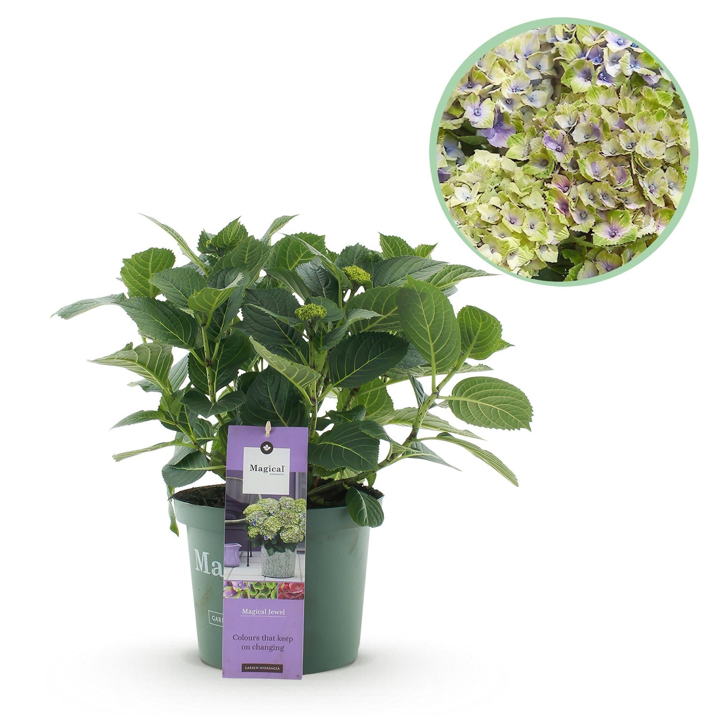 Hortensie Magical Jewel Blue – Hydrangea macrophylla – Blau – Balkonpflanze – Im 23 cm Topf – Ca. 55 cm hoch – 6–10 Blüten – Für Balkon, Terrasse & Beet – Pflegeleicht & Farbenprächtig