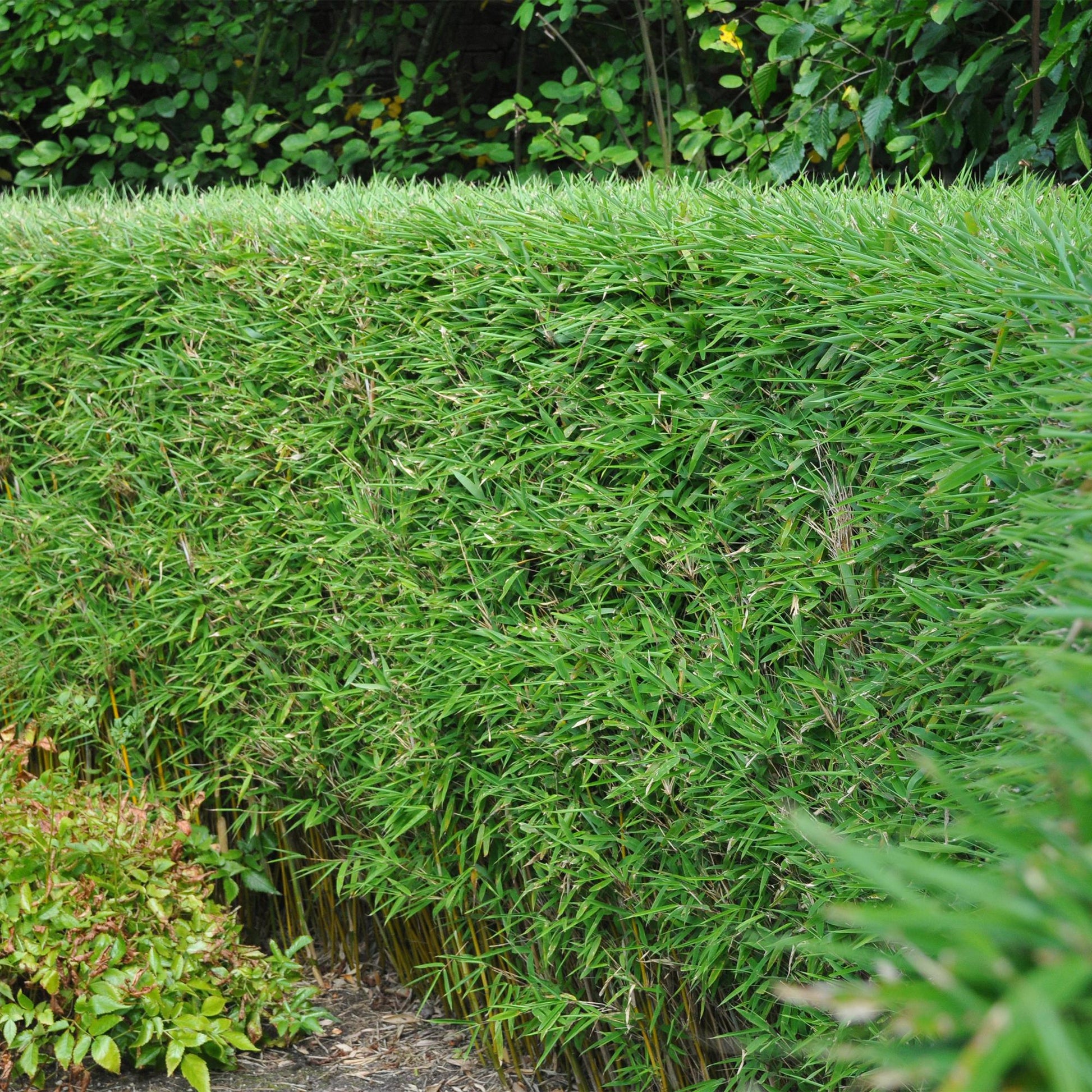 GreenboutiQ - Bambus - Fargesia rufa - Grün - 4 Pflanzen - Immergrün - Nicht Ausbreitend - Topf 14cm Höhe 35cm