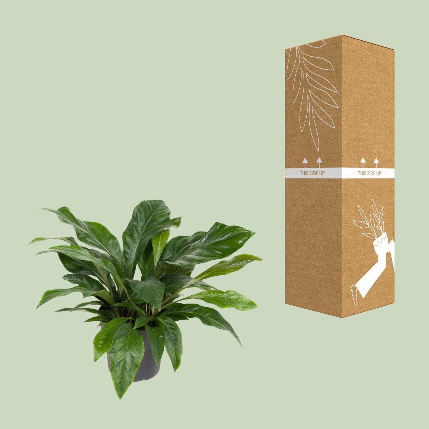 Flamingoblume - Anthurium Jungle Bush - Zimmerpflanze - Ø30cm - ↕70cm