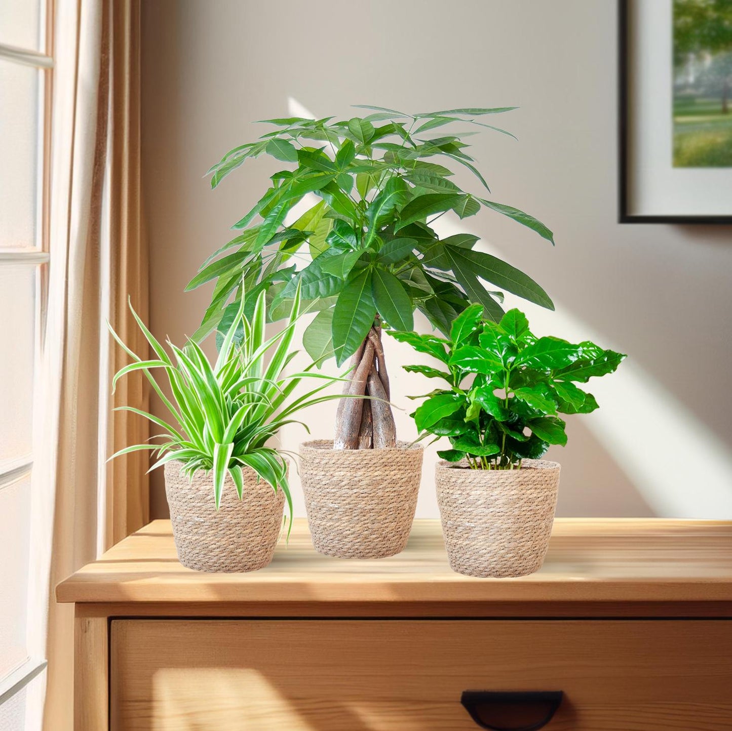 Tierfreundlicher Pflanzenkasten – Zimmerpflanzen-Mix – 3 grüne Pflanzen – Ø12 cm – Korb Sofia Natur – ungiftig für Katzen, Hunde & Kinder