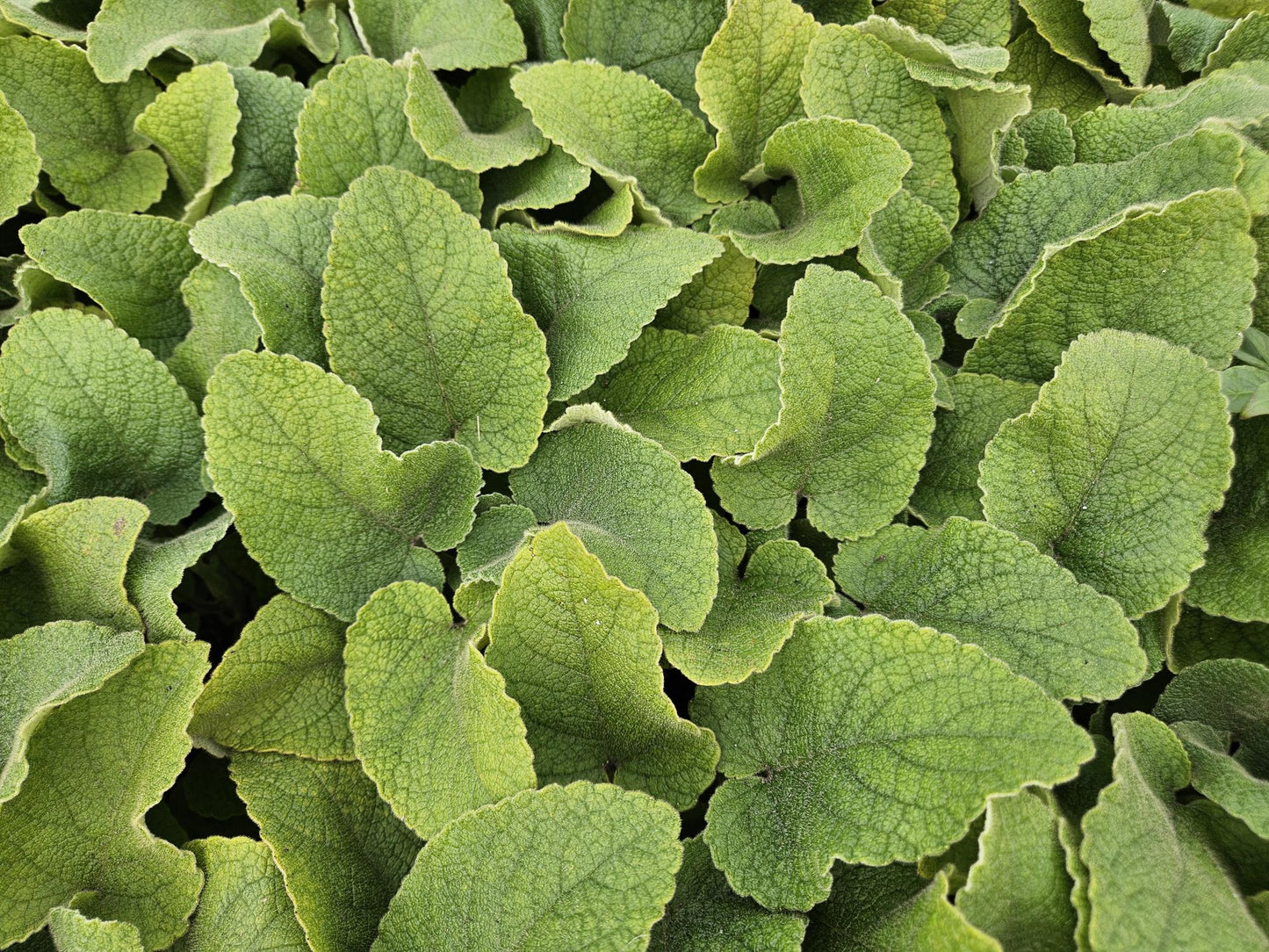 Russel-Brandkraut Phlomis russeliana – ↕10-25cm – Ø9cm – 60 Pflanzen – Staude – Winterhart – Bienenfreundlich – Gelbe Blüten