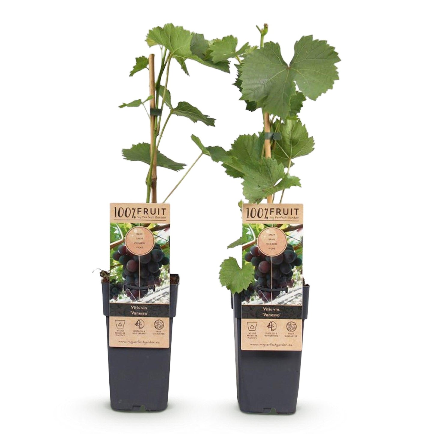 Weinrebe – Vitis vinifera Himrod – Kernlose Trauben – 2 Pflanzen – Obstpflanze – 15cm – Höhe 50cm