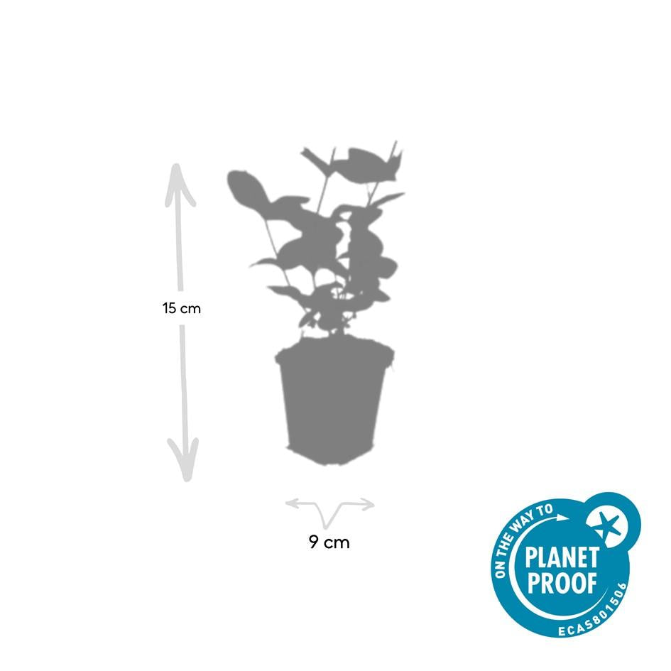 Johanniskraut Hypericum inodorum 'Beauty' – ↕10-25cm – Ø9cm – 20 Pflanzen – Goldgelbe Blüten, Winterhart, Bodendecker, Pflegeleicht