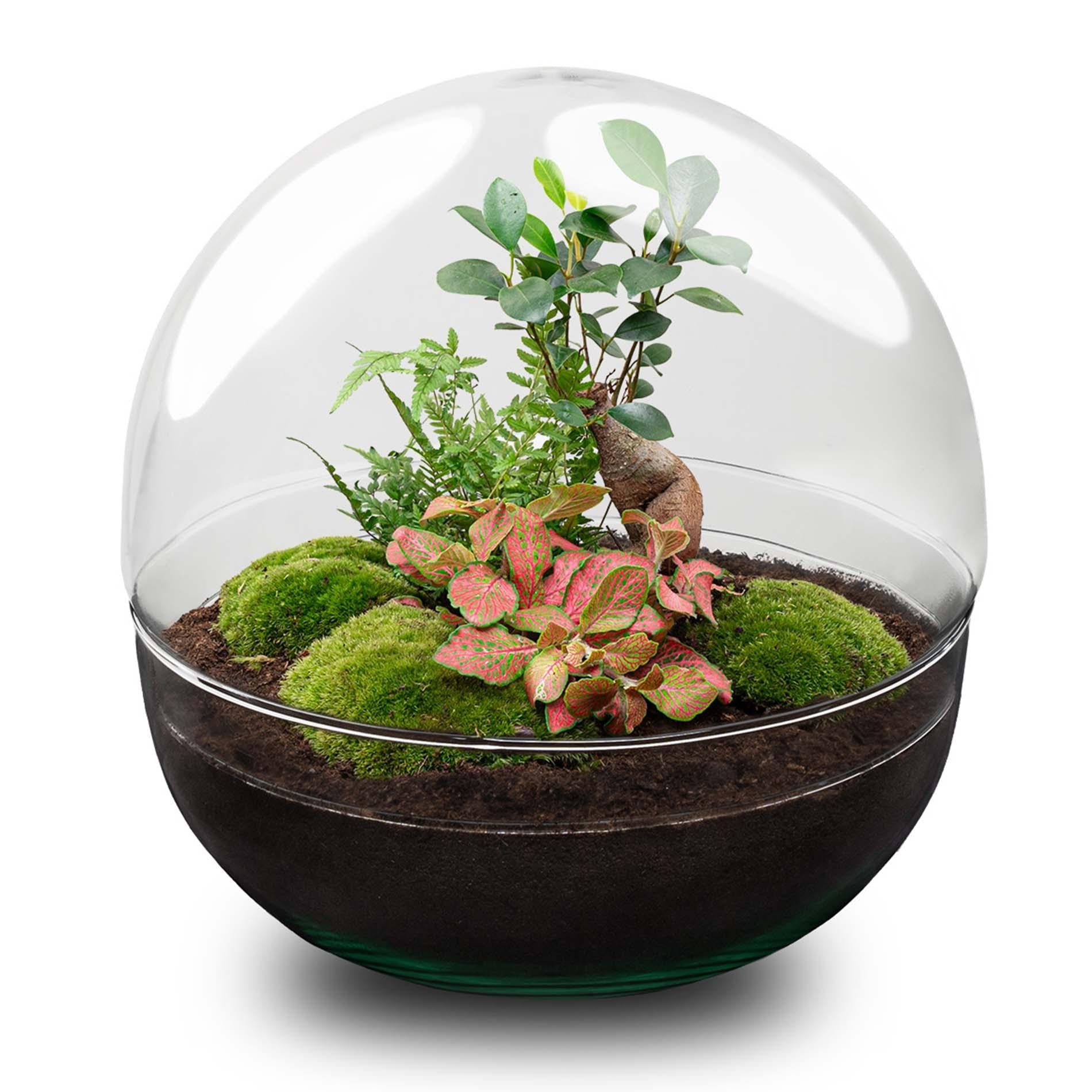 Flaschengarten DIY Bausatz Dome XL – Terrarium Ø30cm x H30cm – Selbstbewässerndes Pflanzterrarium mit Ficus Ginseng Bonsai & Fittonia – Do-It-Yourself Mini-Ökosystem