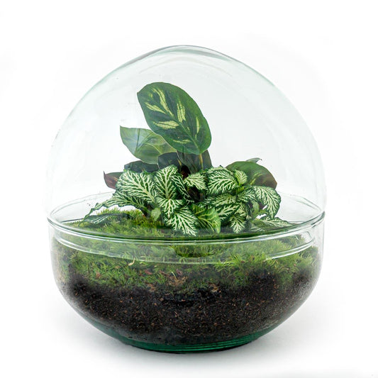 DIY Flaschengarten Set – Dome Glas – Ø20 cm x H20 cm – Mini-Biotop mit Pflanzen & Moos – Selbstversorgendes Pflanzterrarium – Inkl. Fittonia, Calathea, Moos & Zubehör – Pflegeleicht & dekorativ