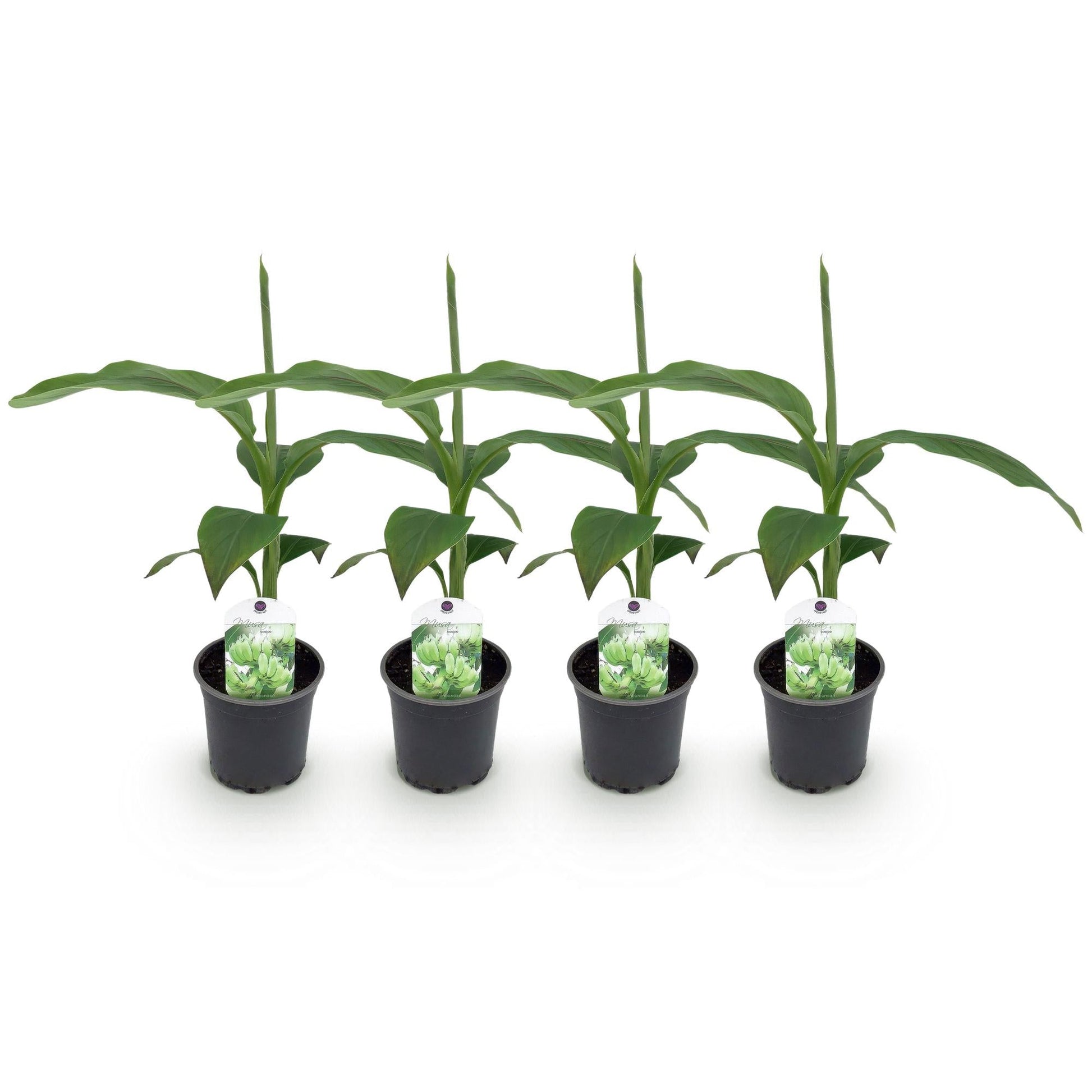 Bananenpflanze Musa Basjoo – 4 Pflanzen – Winterhart – Topf Ø12 cm, Höhe ca. 30 cm – Exotische Garten- und Terrassenpflanze – Große grüne Blätter – Ideal für Beet & Balkon