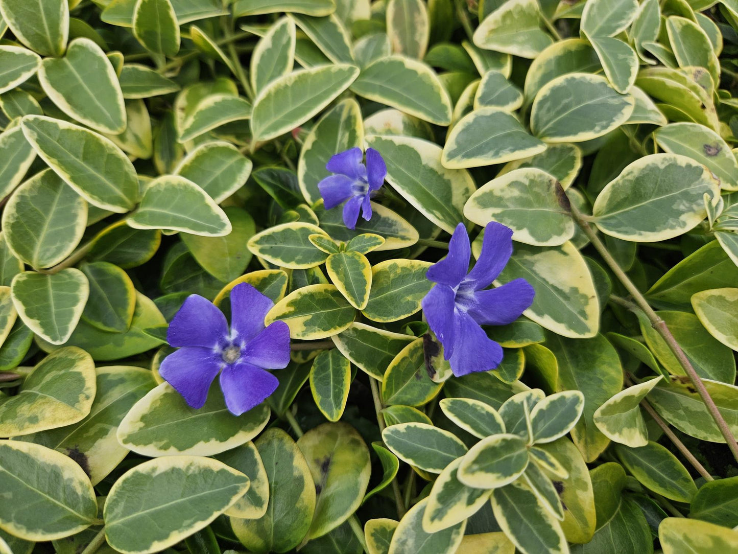 Vinca minor 'Aureovariegata' – 10–25 cm – Ø9 cm – Wintergrüner Bodendecker mit goldgerandeten Blättern und violetten Blüten