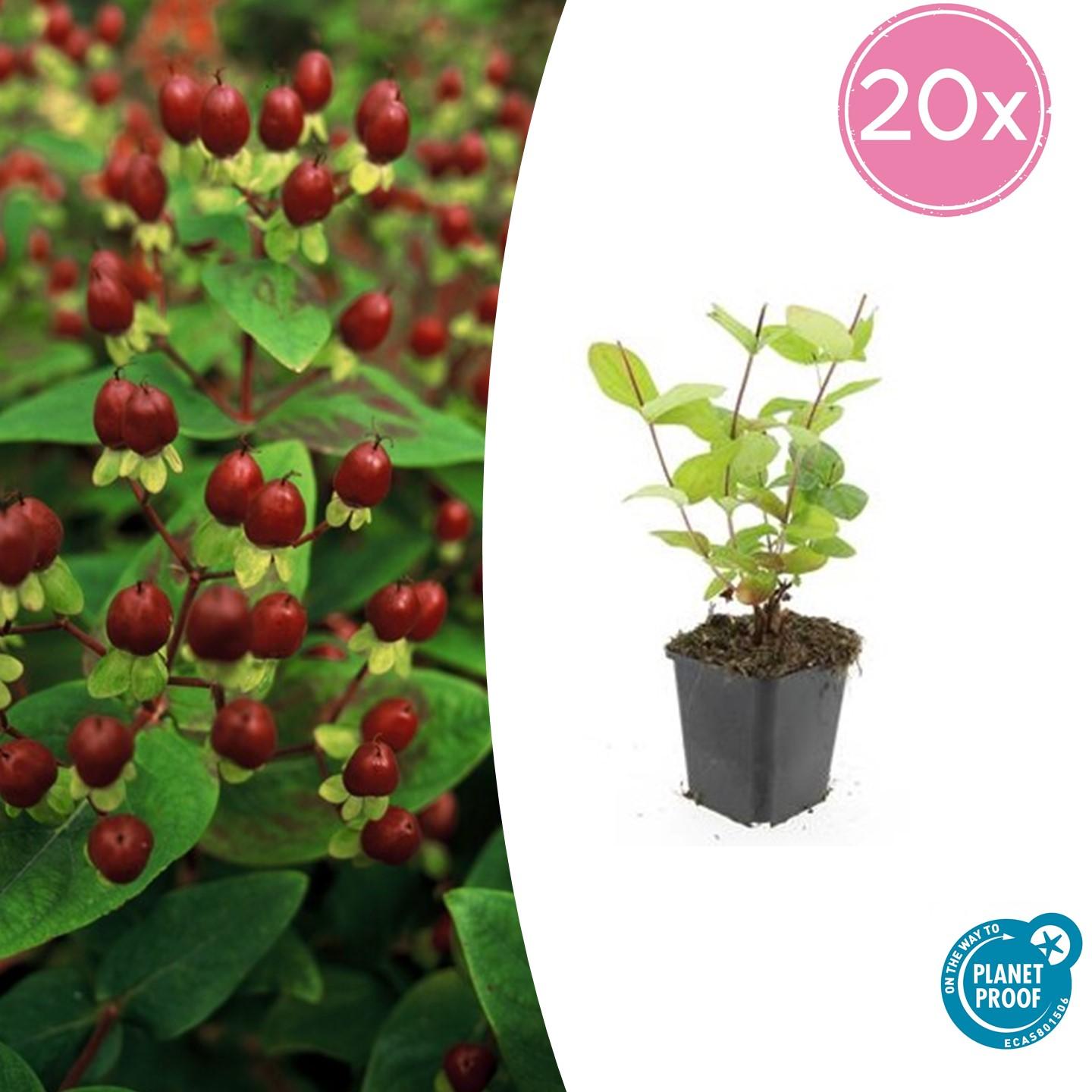 Johanniskraut Hypericum inodorum 'Beauty' – ↕10-25cm – Ø9cm – 20 Pflanzen – Goldgelbe Blüten, Winterhart, Bodendecker, Pflegeleicht